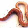 kompostiuss, eisenia andrei