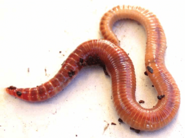 kompostiuss, eisenia andrei